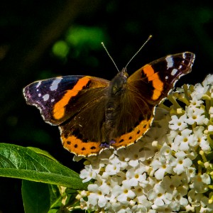 Red Admiral-0065 