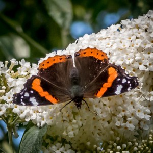 Red Admiral-0100 