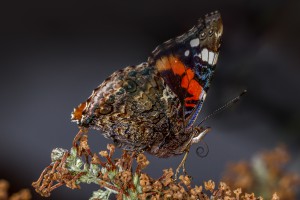 Red Admiral-